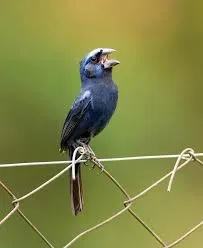 Azulão