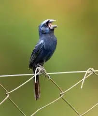 Azulão