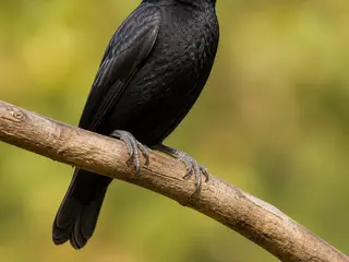 Bicudo