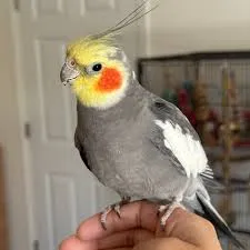 Calopsita