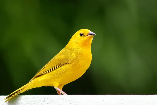 Canário