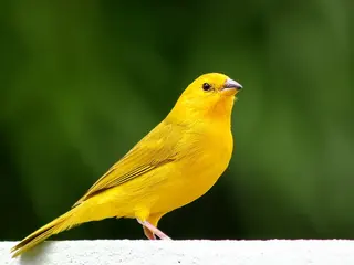 Canário