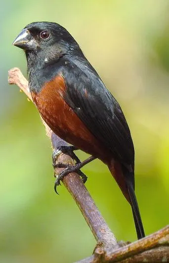 Curió
