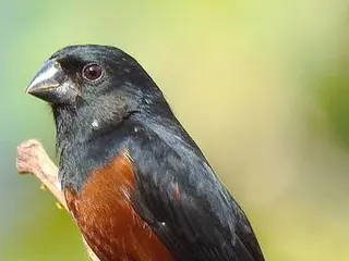 Curió