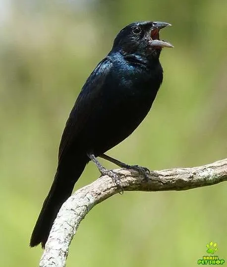 Tiziu
