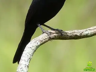 Tiziu