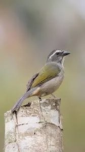Trinca-ferro