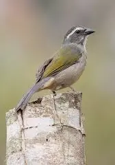Trinca-ferro